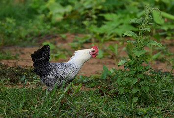 A white Rooster - Gallus gallus domesticus
