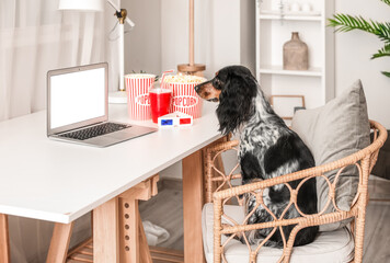Cute cocker spaniel dog with buckets of popcorn, laptop and 3D cinema glasses sitting on chair at...