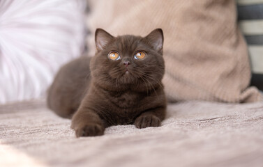 Luxus Katzen , Britisch Kurzhaar edel Kitten