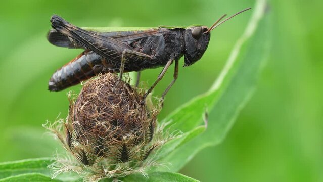 Black grasshopper on a green meadow in summer.