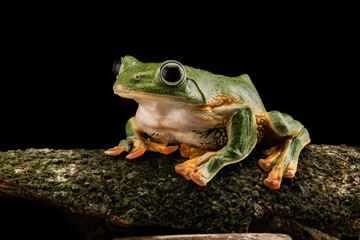 frog on branch