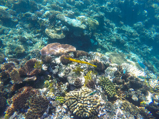 Corals and marine wildlife, including bright yellow trumpetfish, underwater at Agincourt Reef in the Great Barrier Reef off the coast of Far North Queensland in Australia