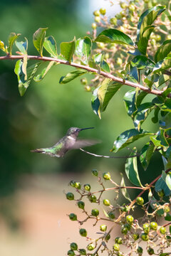 Humming Bird