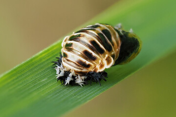 Harlequin Ladybird (Harmonia axyridis) pupa