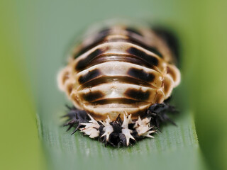 Harlequin Ladybird (Harmonia axyridis) pupa