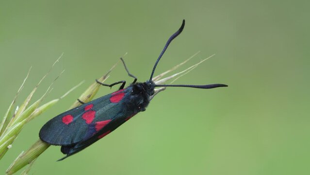 Zygaena trifolii, zigena of the five points, is a species of lepidoptera ditrisio of the family Zygaenidae very common in Europe.
