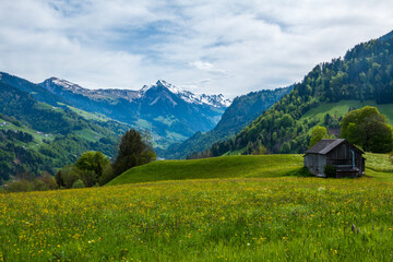 Spring time view of an old barn in a field of blooming dandelions surrounded by the majestic mountains of the Gro&szlig;es Walsertal in the Austrian Alps