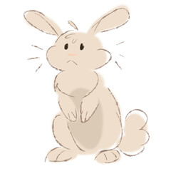  rabbit isolated on white background