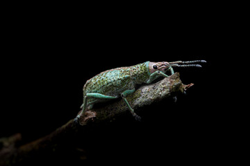 Curculionoidea standing on a branch, with a black background