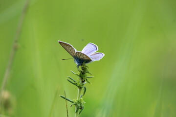 butterfly on a leaf