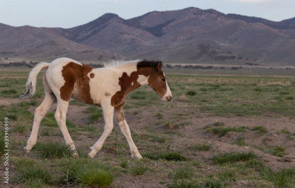 Wall mural Wild Horse Foal in Springtime in the Utah Desert