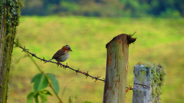 robin on a fence