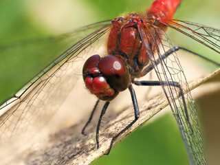 Ruddy darter (Sympetrum sanguineum)