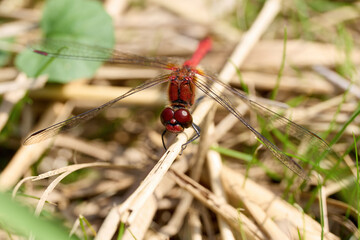 Ruddy darter (Sympetrum sanguineum)