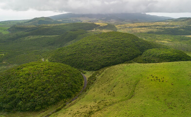 Gado bravo, touros de lide, numa pastagem selvagem da Ilha Terceira nos Açores 