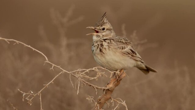 Crested lark calling perched on a twig at Hamala, Bahrain 
