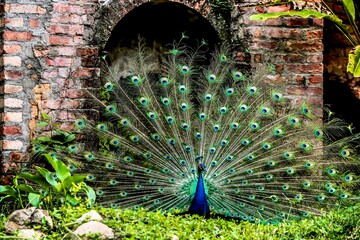 Beautiful plumage peacock 