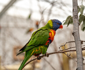 Close up of a domestic rainbow lorikeet (“Trichoglossus moluccanus”). Selective focus