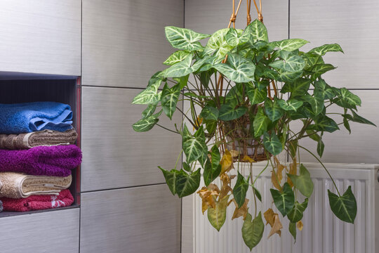 Arrowhead Plant, Syngonium Podophyllum, hanging plant in the bathroom, some leaves are drying due to the hot air from the radiator.
