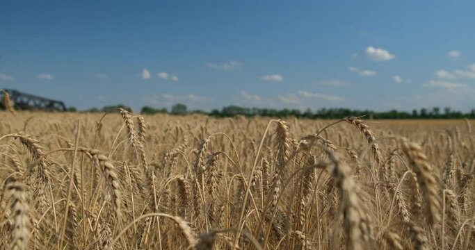 Spikelets of wheat against the sky, in the background a John Deere harvester passes.