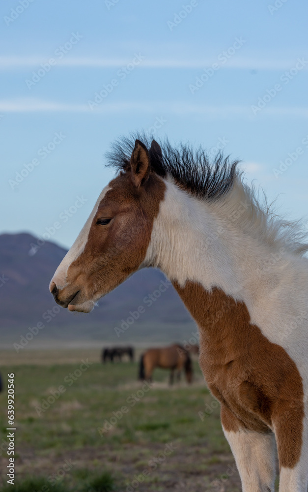 Wall mural Wild Horse Foal in Springtime in the Utah Desert