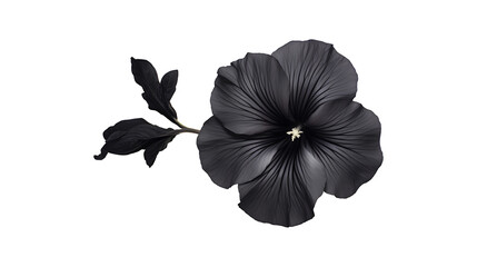 Black petunia isolated on transparent background. Black color petunia flower png