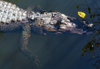 Alligator