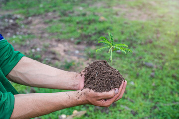 Hand holding the soil with a small tree.  Concept for reforestation and nature restoration.