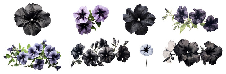 Black petunia set isolated on transparent background. Black color petunia flower png bundle - obrazy, fototapety, plakaty
