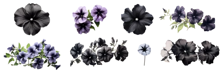Fotobehang Black petunia set isolated on transparent background. Black color petunia flower png bundle © Shahjahangdb