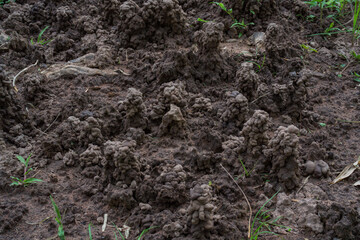 An earthen tower built from earthworms. Earthworm's nest. The habitat of earthworms is in fertile...