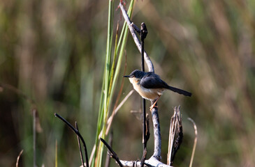 Ashy prinia or ashy wren-warbler (Prinia socialis) observed at the wetlands in India