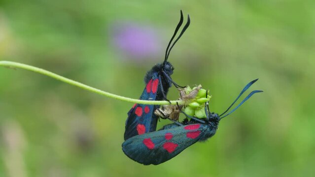 Copula of Zygaena trifolii, zigena of the five points, is a species of lepidoptera ditrisio of the family Zygaenidae very common in Europe.