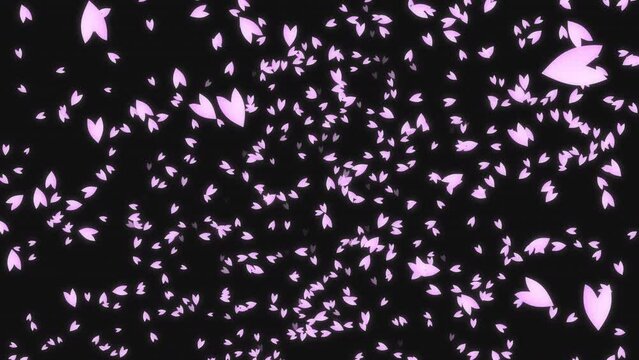 Pink cherry petals falling from the night sky. Black background. Spring time in Japan.