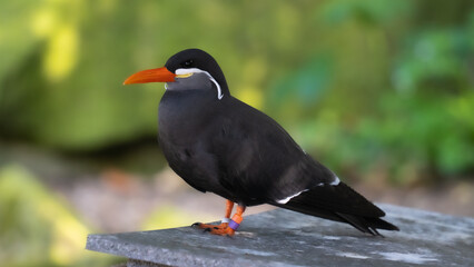 Red-billed Black Inca from Tern, Peru. Bird on tree branch on the coast of Inca Tern, Larosterna inca, Peru. Bird in nature marine forest habitat. Wildlife scene from nature.