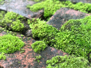 Green moss growing on old brick wall. 
