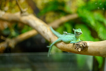 Green lizard on a tree branch in an aquarium. Reptile close-up.