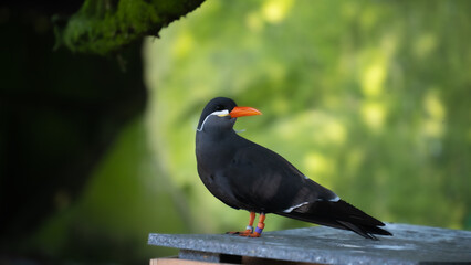 Red-billed Black Inca from Tern, Peru. Bird on tree branch on the coast of Inca Tern, Larosterna inca, Peru. Bird in nature marine forest habitat. Wildlife scene from nature.