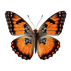 Obraz premium Colorful Butterfly on white background