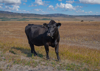 cow in the field