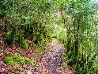 Forest on the way to Ermitage Saint Michel, France