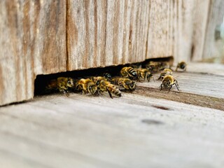 Vue macro de l'entrée d'une ruche