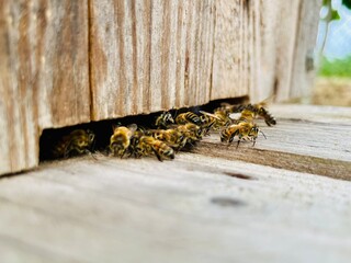Vue macro de l'entrée d'une ruche