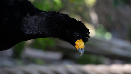 Black Curassow - Crax alector, black beautiful ground bird from South American forests