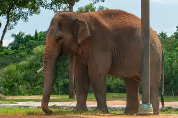 Fototapeta premium elephant in the park