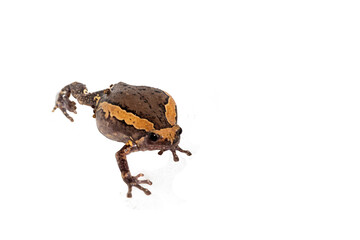 Asian bullfrog on a png background
