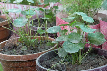 Hydrocotyle vulgaris plant on pot in farm