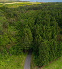 Uma estranha na floresta de Criptomeria japonica nos Açores 