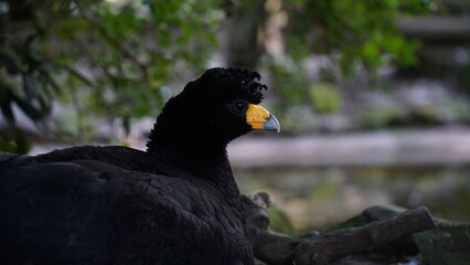 Black Curassow - Crax alector, black beautiful ground bird from South American forests