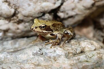 Frosch
